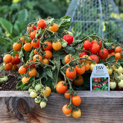 Garden to Table Plants|Lycopersicon - Tempting Tomatoes 'Goodhearted'  1