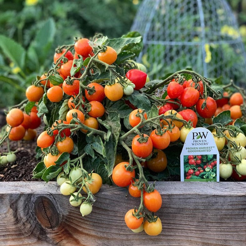 Garden to Table Plants|Lycopersicon - Tempting Tomatoes &