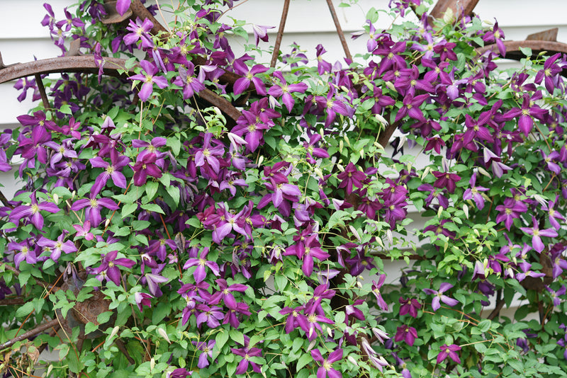 Proven Winners® Shrub Plants|Clematis - Happy Jack Purple 2