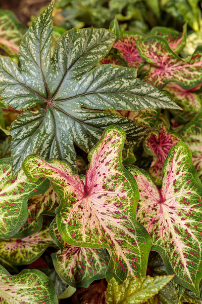 Proven Winners® Annual Plants|Caladium - Heart to Heart 'Heart and Soul' 3