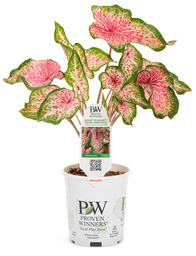 Proven Winners® Annual Plants|Caladium - Heart to Heart 'Heart and Soul' 4