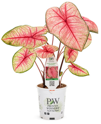 Proven Winners® Annual Plants|Caladium - Heart to Heart 'Radiance' 3