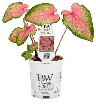 Proven Winners® Annual Plants|Caladium - Heart to Heart 'Tickle Me Pink' 3