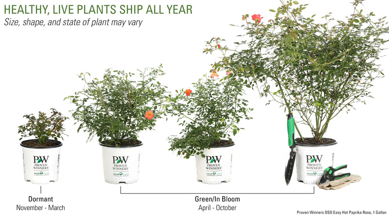 Proven Winners® Shrub Plants|Rosa - Oso Easy Hot Paprika Landscape Rose 4