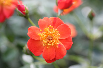 Proven Winners® Shrub Plants|Rosa - Oso Easy Hot Paprika Landscape Rose 1