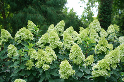 Proven Winners® Shrub Plants|Hydrangea Paniculata - Limelight Prime 1
