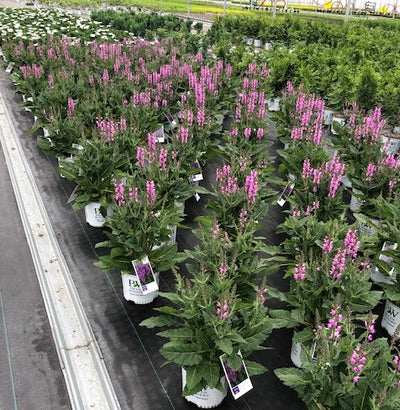 Color Spires® 'Back to the Fuchsia' (Salvia)