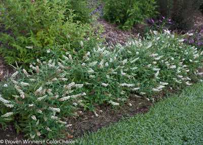 Shrub Plants|Buddleia - Lo and behold 'Ice Chip' Butterfly Bush 2