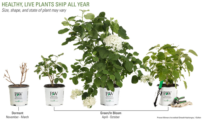 Proven Winners® Shrub Plants|Arborescens - Incrediball Smooth Hydrangea 5