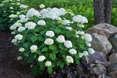 Proven Winners® Shrub Plants|Arborescens - Incrediball Smooth Hydrangea 2
