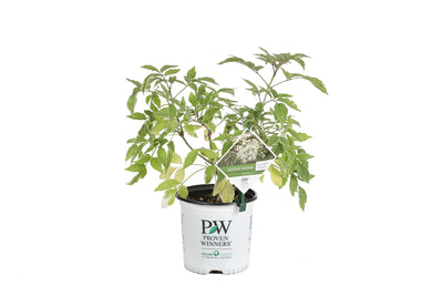 Proven Winners® Shrub Plants|Sambucus - Instant Karma Elderberry 4