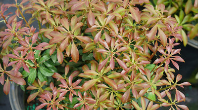 Shrub Plants|Pieris - Interstella Lily of the Valley shrub 2