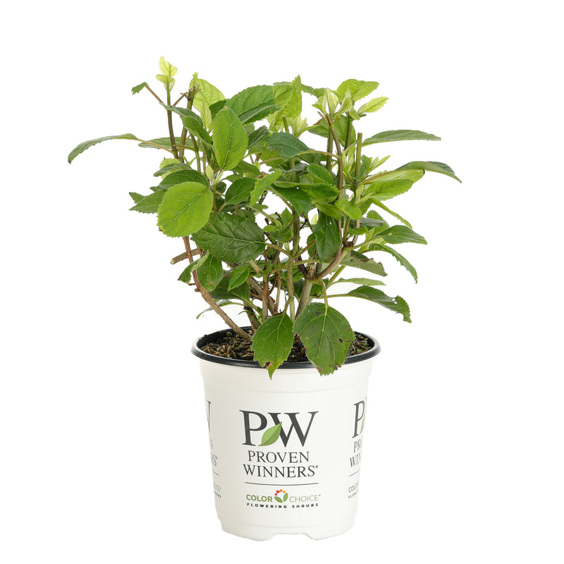 Shrub Plants|Hydrangea Arborescens - Invincibelle Ruby Smooth hydrangea 4
