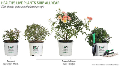 Proven Winners® Shrub Plants|Rosa - Oso Easy Italian Ice Landscape Rose 4