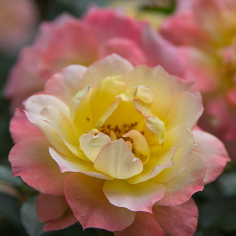 Proven Winners® Shrub Plants|Rosa - Oso Easy Italian Ice Landscape Rose 1