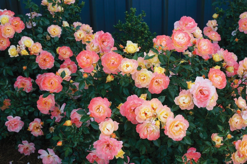 Proven Winners® Shrub Plants|Rosa - Oso Easy Italian Ice Landscape Rose 2