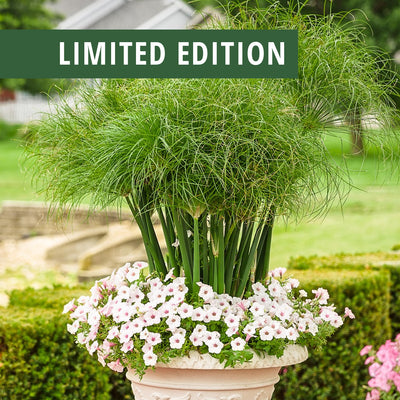 Limited Edition Graceful Grasses® King Tut® Egyptian Papyrus (Cyperus) 1- Gallon