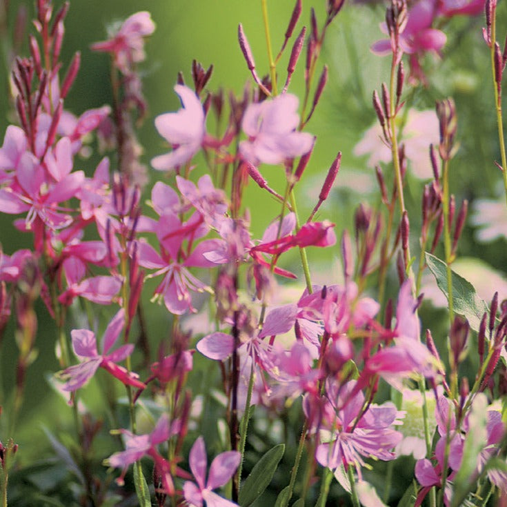 Proven Winners® Annual Plants|Gaura - Karalee Petite Pink Wand Flower 1