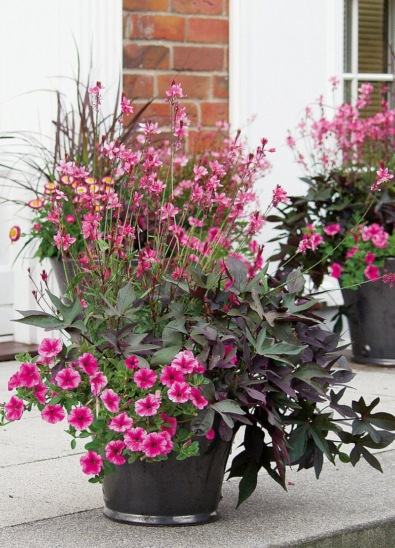 Proven Winners® Annual Plants|Gaura - Karalee Petite Pink Wand Flower 2