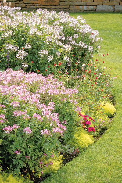 Proven Winners® Annual Plants|Gaura - Karalee Petite Pink Wand Flower 3
