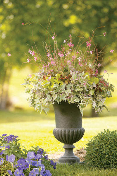 Proven Winners® Annual Plants|Gaura - Karalee Petite Pink Wand Flower 5