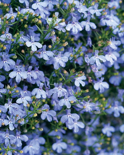 Proven Winners® Annual Plants|Lobelia - Laguna Sky Blue 1