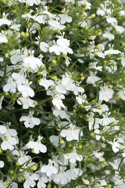Proven Winners® Annual Plants|Lobelia - Laguna White 1