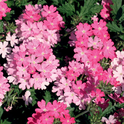 Proven Winners® Annual Plants|Verbena - Lanai Bright Pink 1