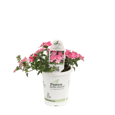 Proven Winners® Annual Plants|Verbena - Lanai Bright Pink 2