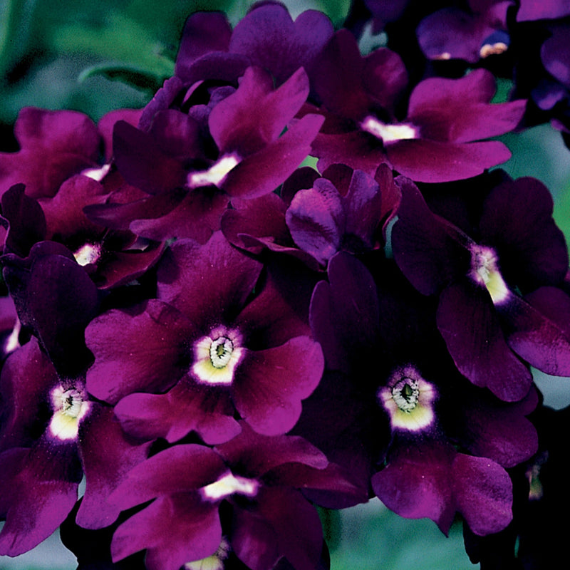 Proven Winners® Annual Plants|Verbena - Lanai Royal Purple with Eye 1