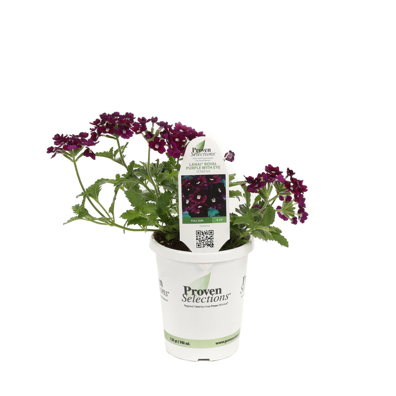 Proven Winners® Annual Plants|Verbena - Lanai Royal Purple with Eye 2