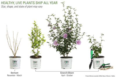 Proven Winners® Shrub Plants|Hibiscus - Lavender Chiffon Rose of Sharon 5