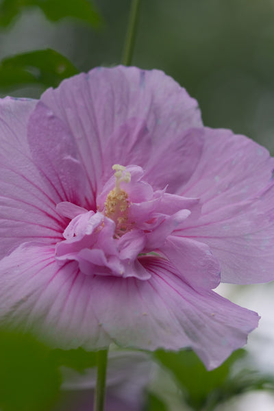 Proven Winners® Shrub Plants|Hibiscus - Lavender Chiffon Rose of Sharon 1