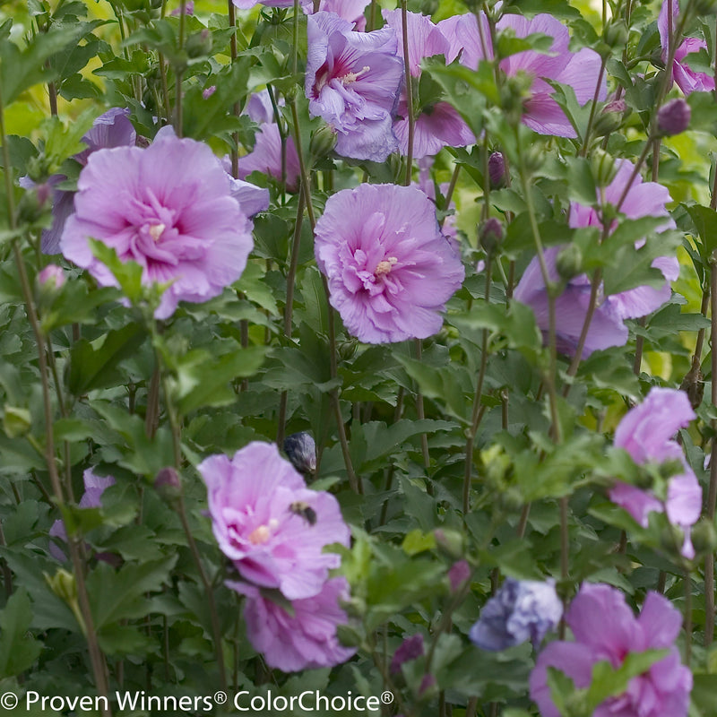 Proven Winners® Shrub Plants|Hibiscus - Lavender Chiffon Rose of Sharon 2