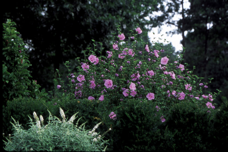 Proven Winners® Shrub Plants|Hibiscus - Lavender Chiffon Rose of Sharon 3