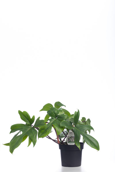 Prismacolor™ Florida Green Hybrid (Philodendron) - Climbing Philodendron