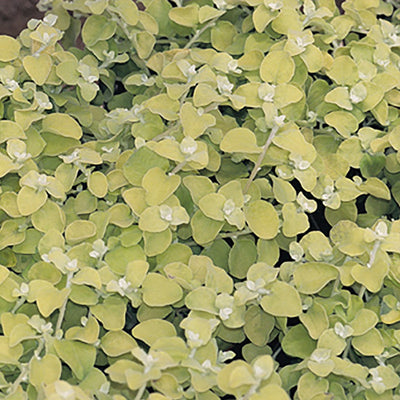 Proven Winners® Annual Plants|Helichrysum - Lemon Licorice 1