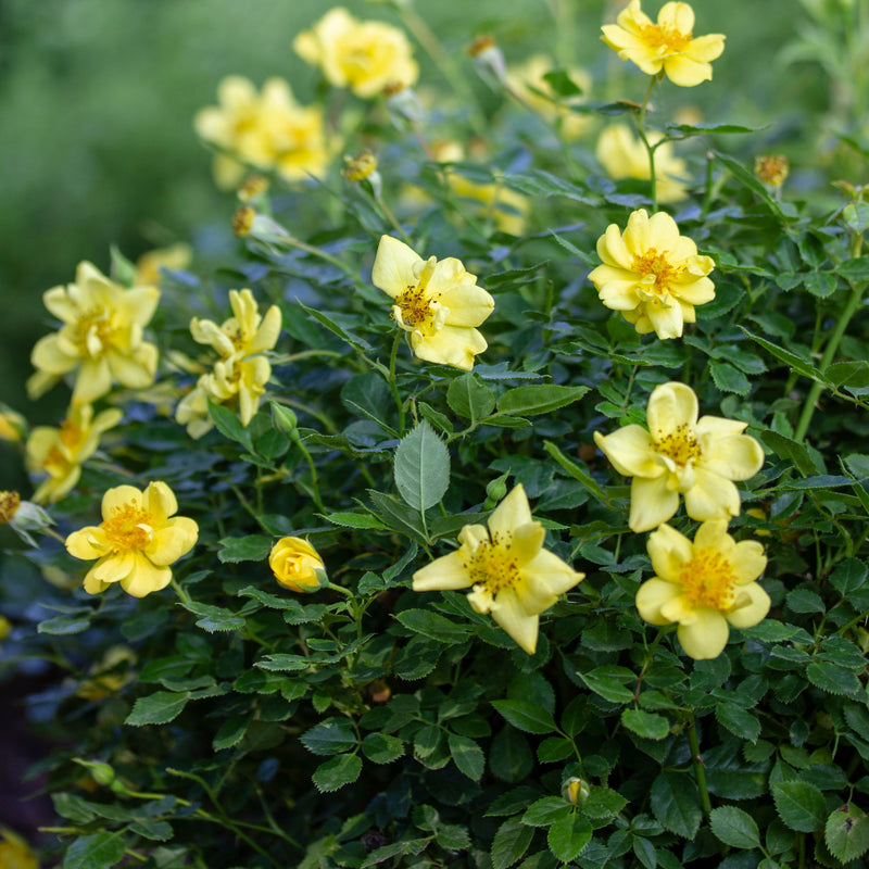 Proven Winners® Shrub Plants|Rosa - Oso Easy Lemon Zest Landscape Rose 2