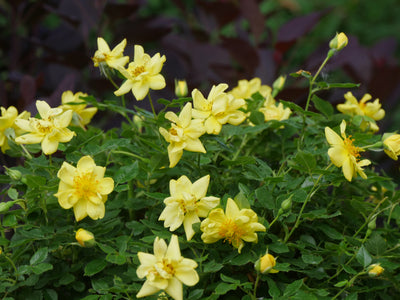 Proven Winners® Shrub Plants|Rosa - Oso Easy Lemon Zest Landscape Rose 6