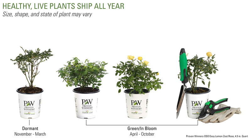 Proven Winners® Shrub Plants|Rosa - Oso Easy Lemon Zest Landscape Rose 5