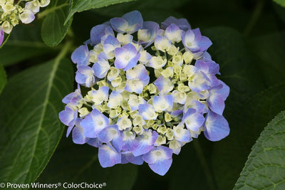 Shrub Plants|Macrophylla - Let's Dance Blue Jangles Reblooming Hydrangea 3