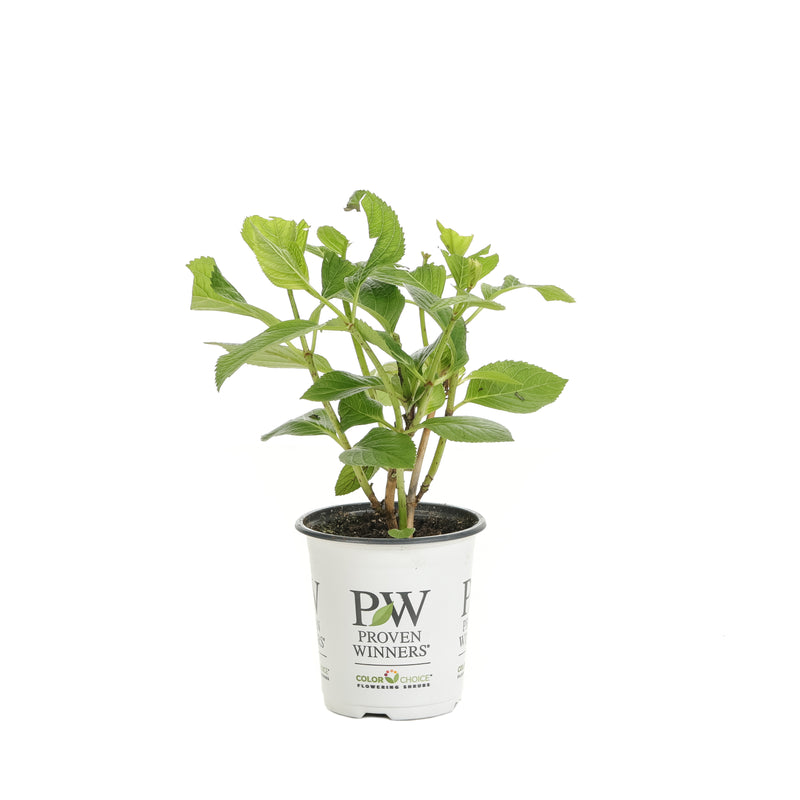 Shrub Plants|Hydrangea Macrophylla - Let&