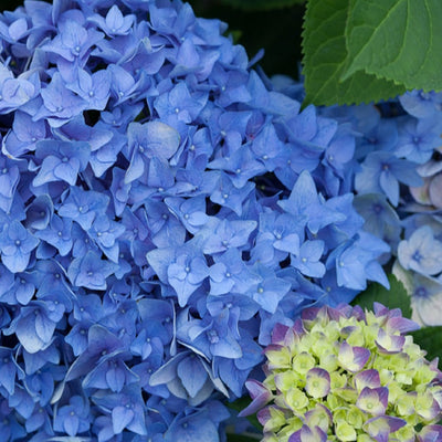 Shrub Plants|Hydrangea Macrophylla - Let's Dance Rhythmic Blue Reblooming Hydrangea 1
