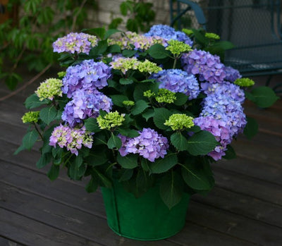Shrub Plants|Hydrangea Macrophylla - Let's Dance Rhythmic Blue Reblooming Hydrangea 2