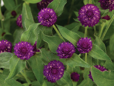 Annual Plants|Gomphrena - Lil' Forest Plum Bachelor Button 1