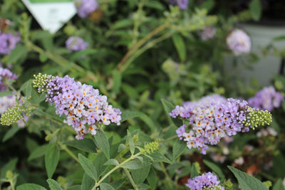 Shrub Plants|Buddleia - Lo & Behold 'Lilac Chip' Butterfly Bush 2
