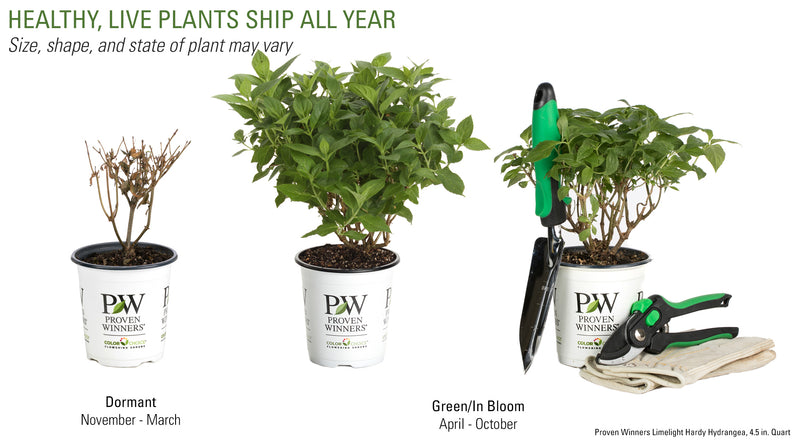 Proven Winners® Shrub Plants|Paniculata - Limelight Hardy Hydrangea 6