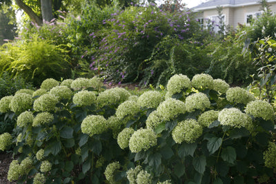 Shrub Plants|Arborescens - Invincibelle LimettaSmooth Hydrangea 4