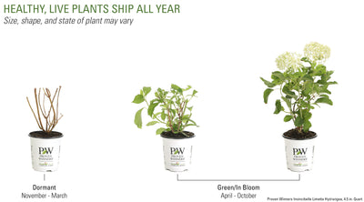 Shrub Plants|Arborescens - Invincibelle LimettaSmooth Hydrangea 6