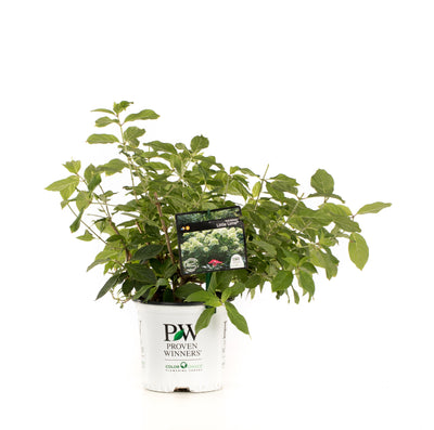 Proven Winners® Shrub Plants|Paniculata - Little Lime Hardy Hydrangea 5